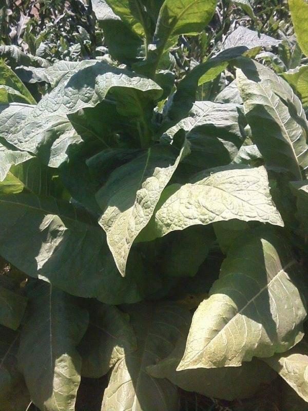 The mechanism of purchasing the crop of tobacco in the General Organization for Tobacco: