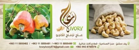 عاج لإنتاج الكاجو